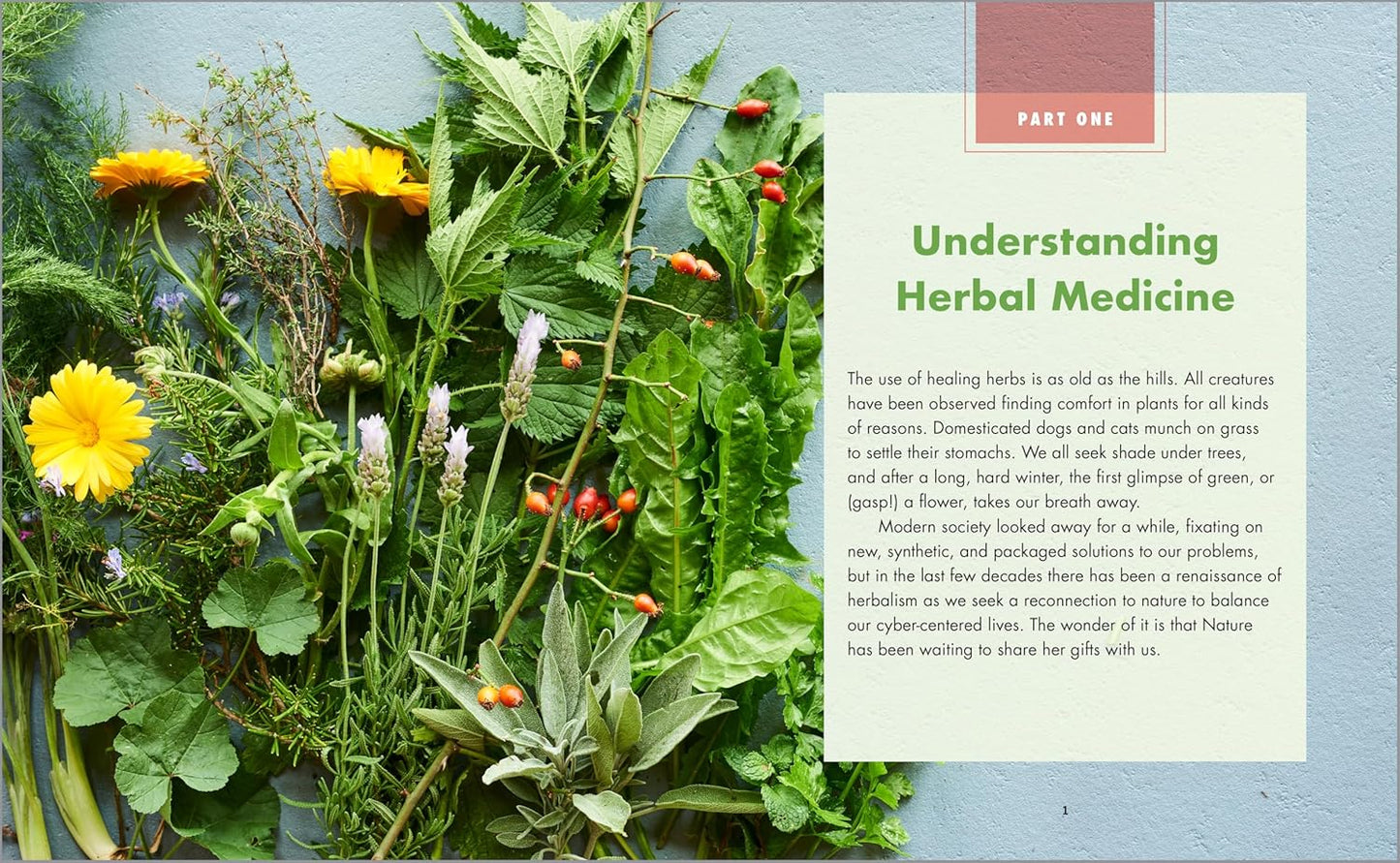 The Big Book of Herbal Medicine