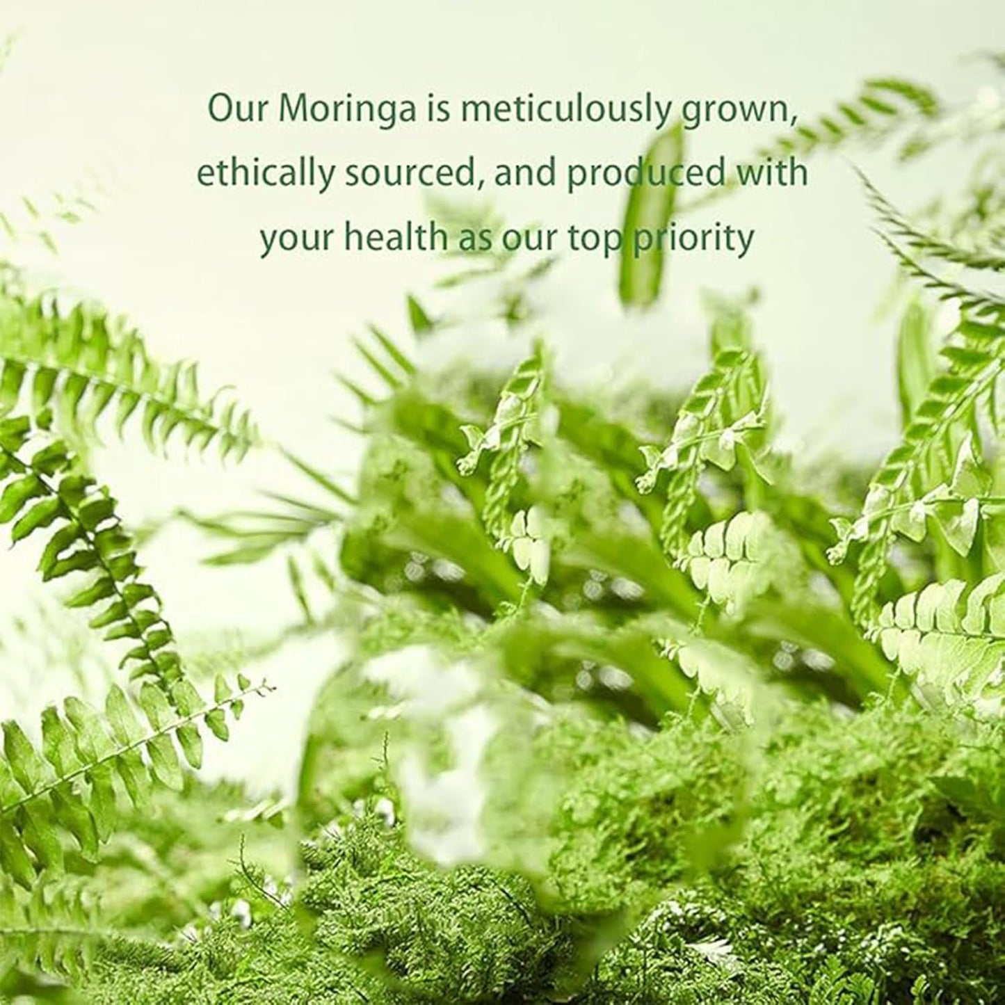Moringa Dietary Supplement Capsules